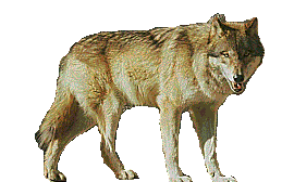 the lonewolf